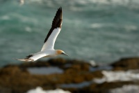 Terej australsky - Sula serrator - Australian Gannet - takapu 9567u